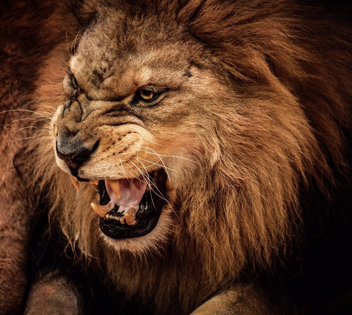 roaring male lion